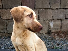 Animais soltos nas ruas