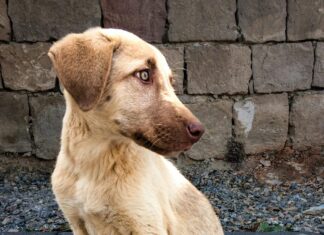 Animais soltos nas ruas