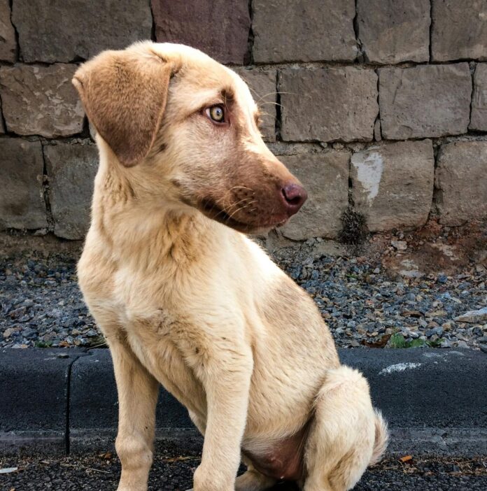 Animais soltos nas ruas